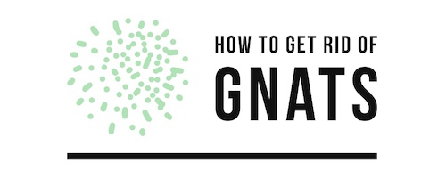 How To Get Rid Of Gnats Logo