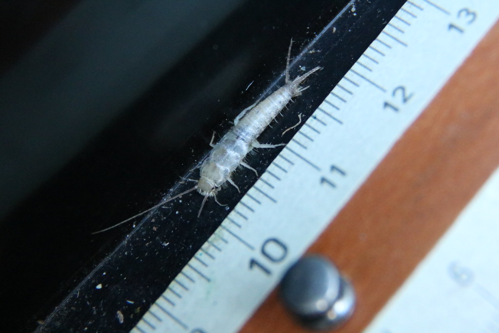 How To Get Rid Of Silverfish