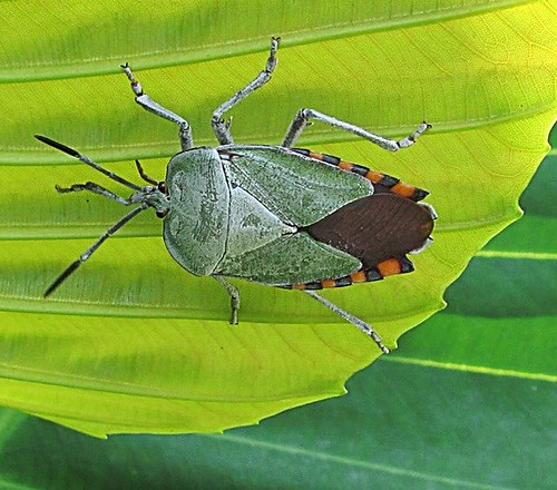 How to Get Rid Of Stinkbugs