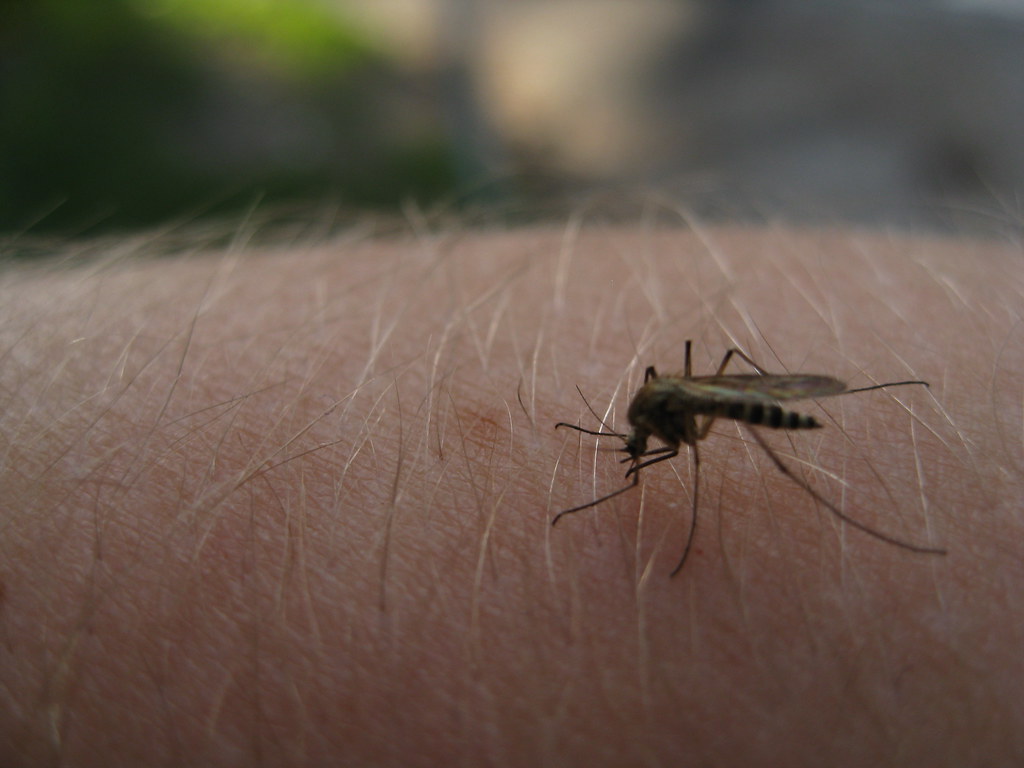 Mosquito Bite Treatment